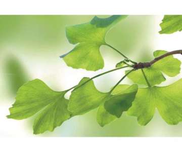 Ginkgo Tablett 40x19cm