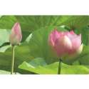 Lotus Tablett 40x19 cm