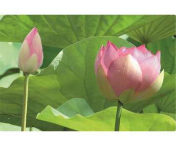 Lotus Tablett 40x19 cm