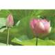 Lotus Tablett 40x19 cm