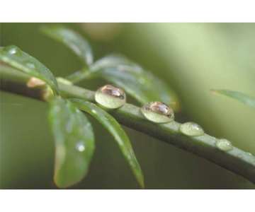 Water Drops Tablett m. Griffen 40x27 cm