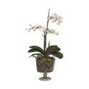 Phalaenopsis weiss in Glasgefss, Hhe 75cm