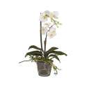 Phalaenopsis weiss in Glasgefss, Hhe 56cm