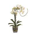 Phalaenopsis weiss in Glasgefss, Hhe 50cm